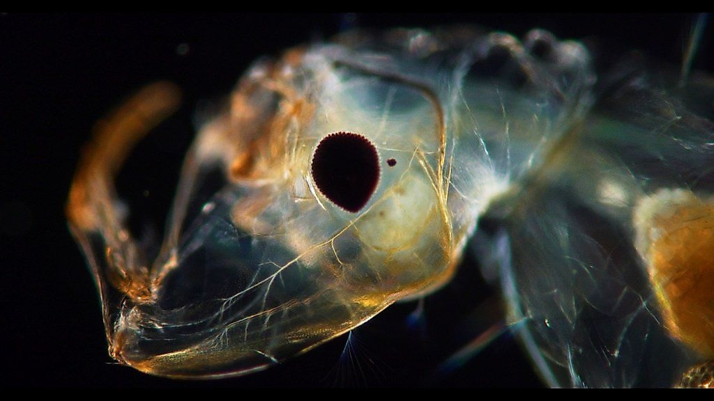 Oppenheimer's 30-minute film on the longevity convention has everyone talking