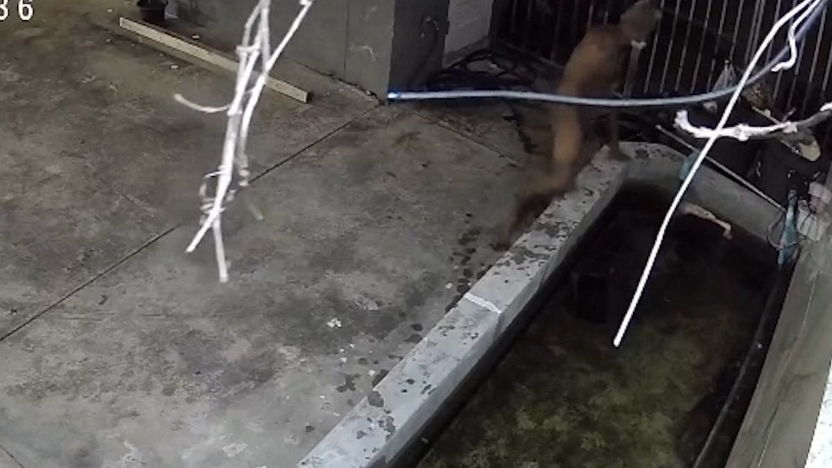 Bangkok Man Arrested After Shocking Video of Sex With Koi Fish