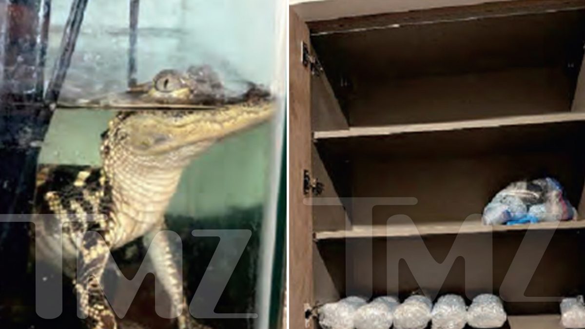 Baby Alligator Pops in LA Raid Seizing 42 kg Fentanyl & 7 kg Cocaine