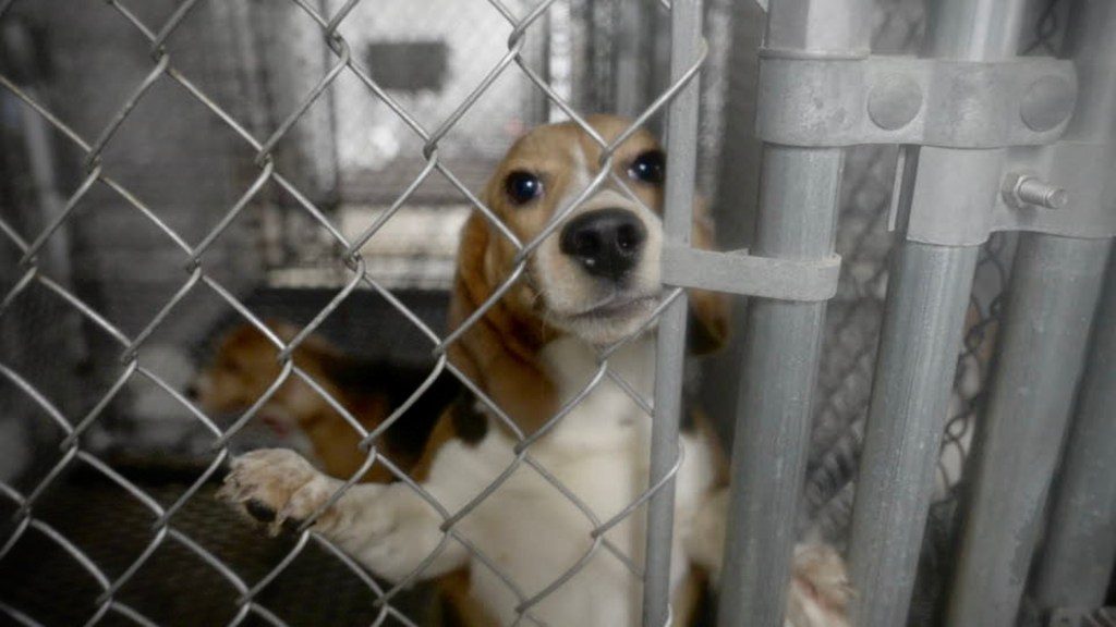 Oscar crew reveals 'They Were Good Dogs' exposing 70k lab beagle tests